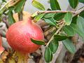 2012-1024-1455_Pomegranate_Malaga_Spain_20C